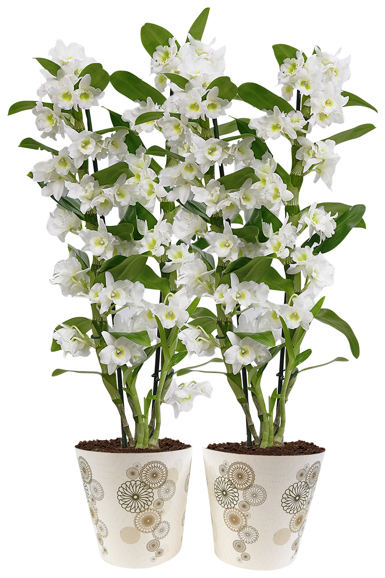  Dendrobium 2 branches code EAN 8719908028055 