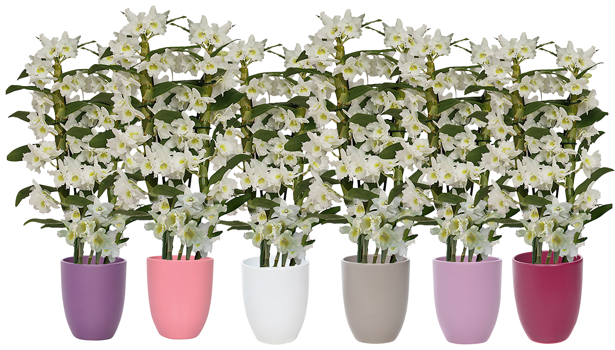  Dendrobium 2 branches avec céramique code EAN 8719908028888 