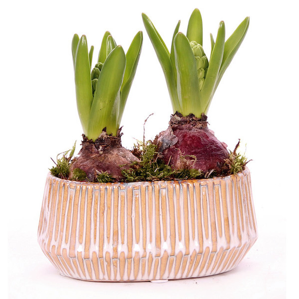Jardinière 2 jacinthes en céramique déco 