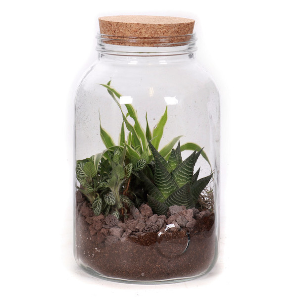 Terrarium 3 plantes
