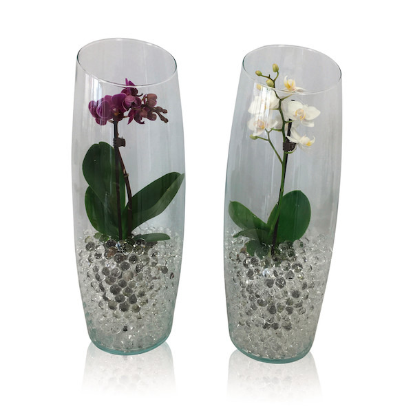 Vase phalaenopsis