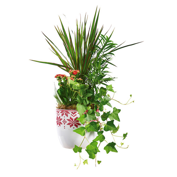 Composition 4 plantes 8720094210599 (8720094210599)