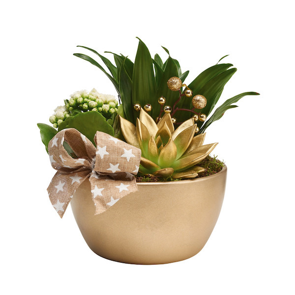 Composition 3 plantes  8720094210766 (8720094210766)