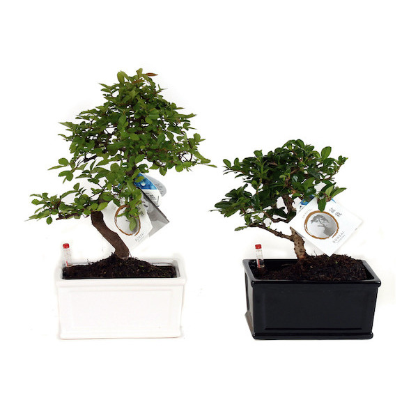  BONSAI 
 code EAN 8720094210858 