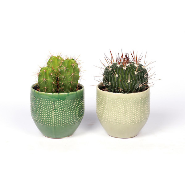 Cactus et plante sucullente 8720094210896 (8720094210896)