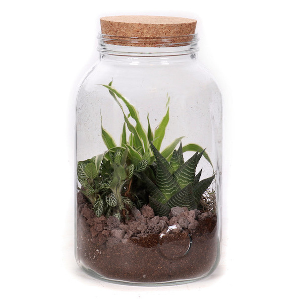 Composition Terrarium 3 plantes 8720094210926 (8720094210926)