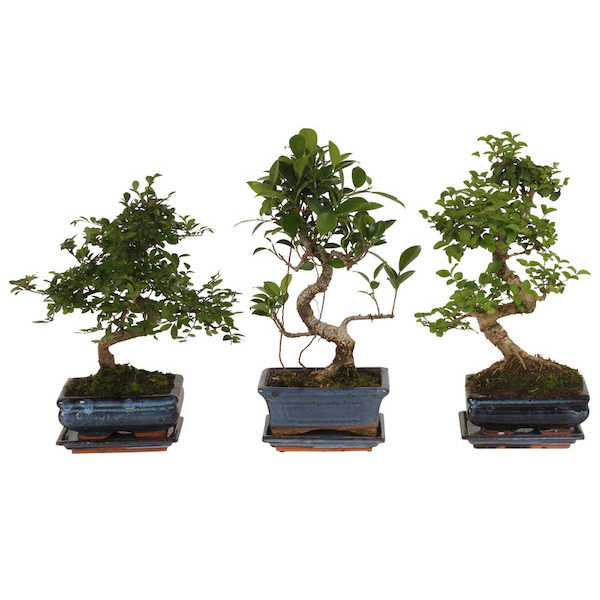 Bonsai Ø 12 cm  8720094211084 (8720094211084)