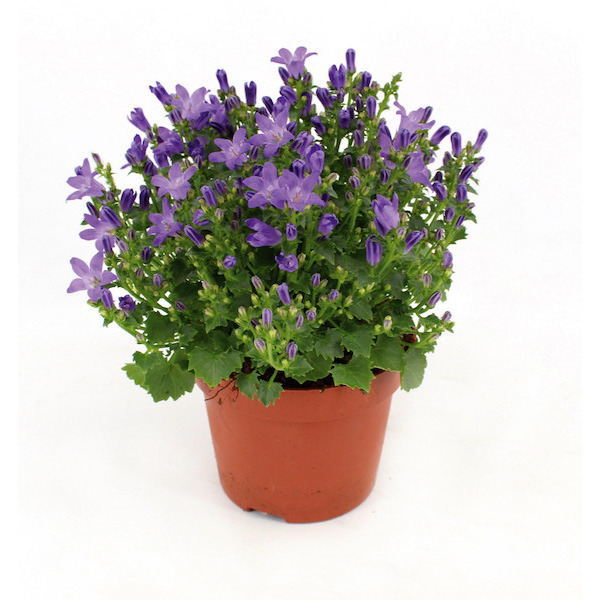  Campanule
 code EAN 8720094211367 