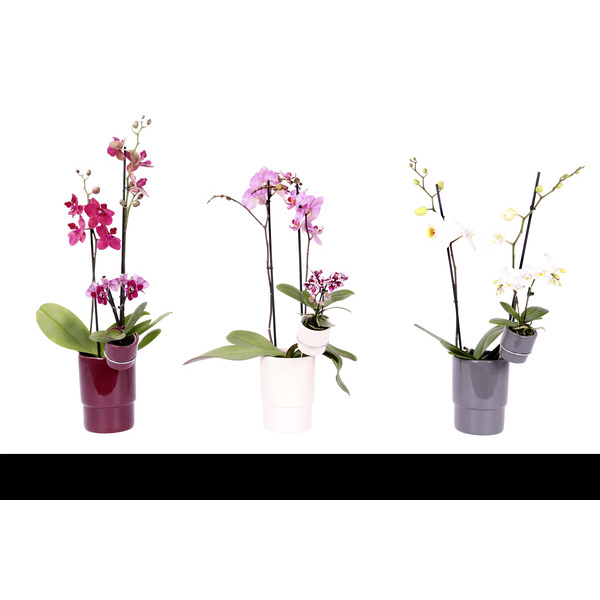  Phalaenopsis 2 tiges avec mini phalaenopsis 1 tige
 code EAN 8720094212746 