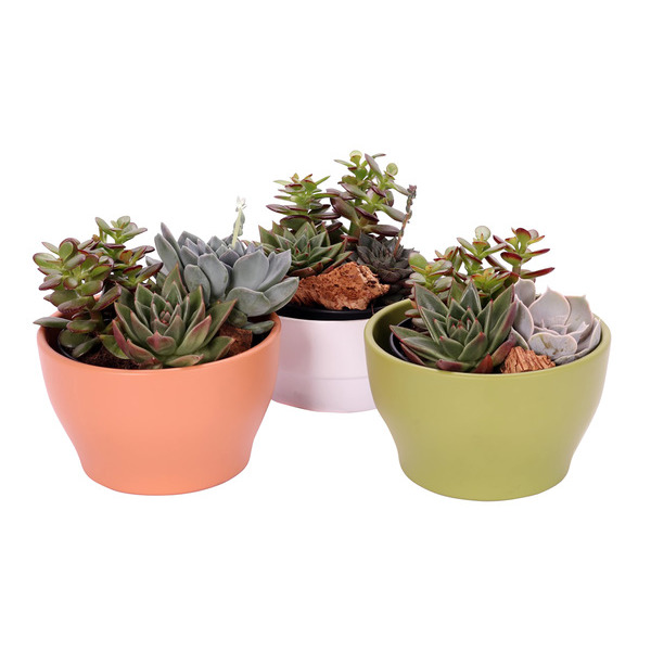 Composition 3 plantes succulentes  8720094212777 (8720094212777)