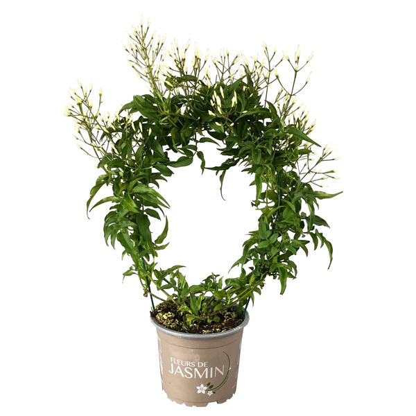  Jasmin en arceau code EAN 8720094213811 