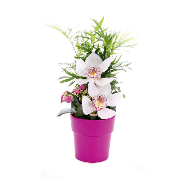 Composition 3 Plantes  8720094218175 (8720094218175)