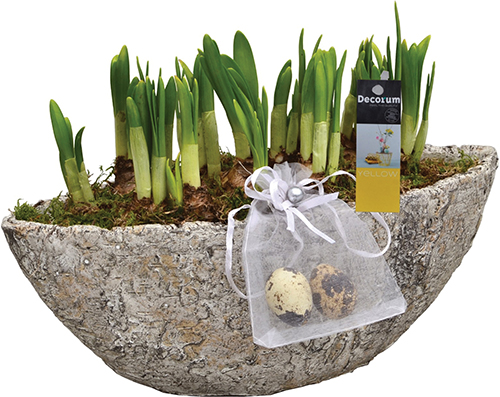  NarciSsus tÊte À tÊte 
dans POT EN céramique FORME OVALE code EAN 8720143793745 