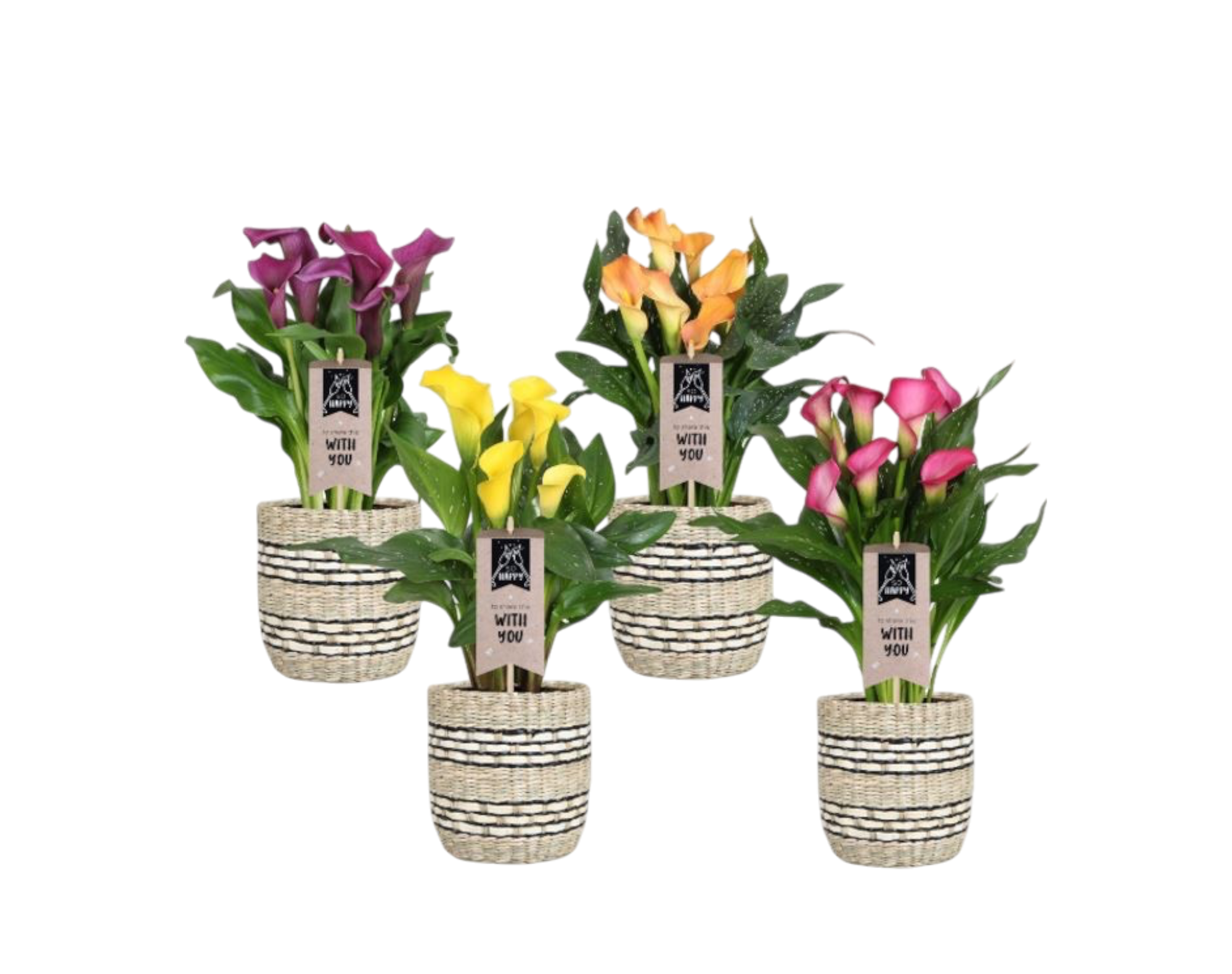  CALLA DANS VANNERIE code EAN 8720143795442 