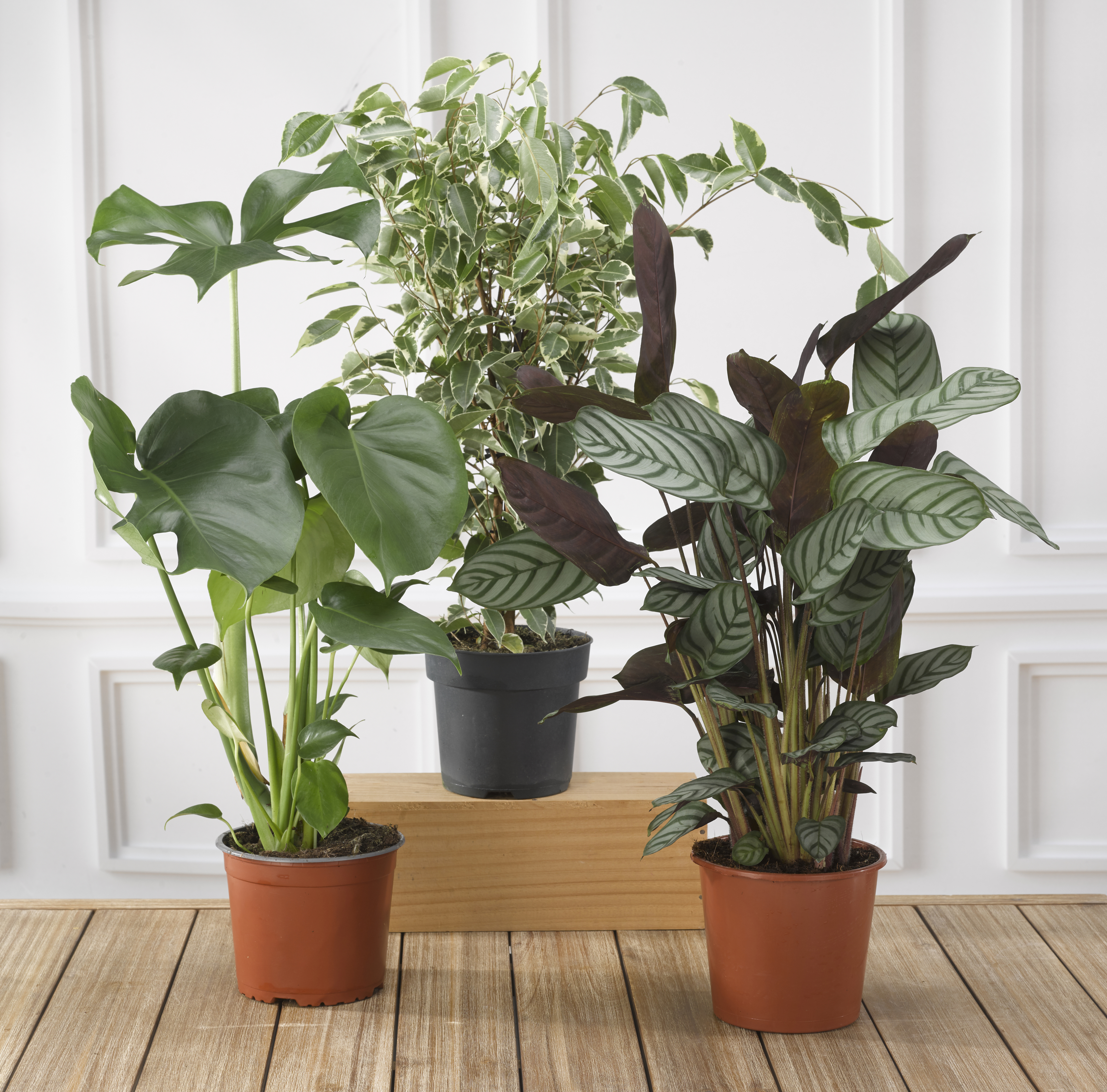  PLANTES VERTES code EAN 8720195563365 