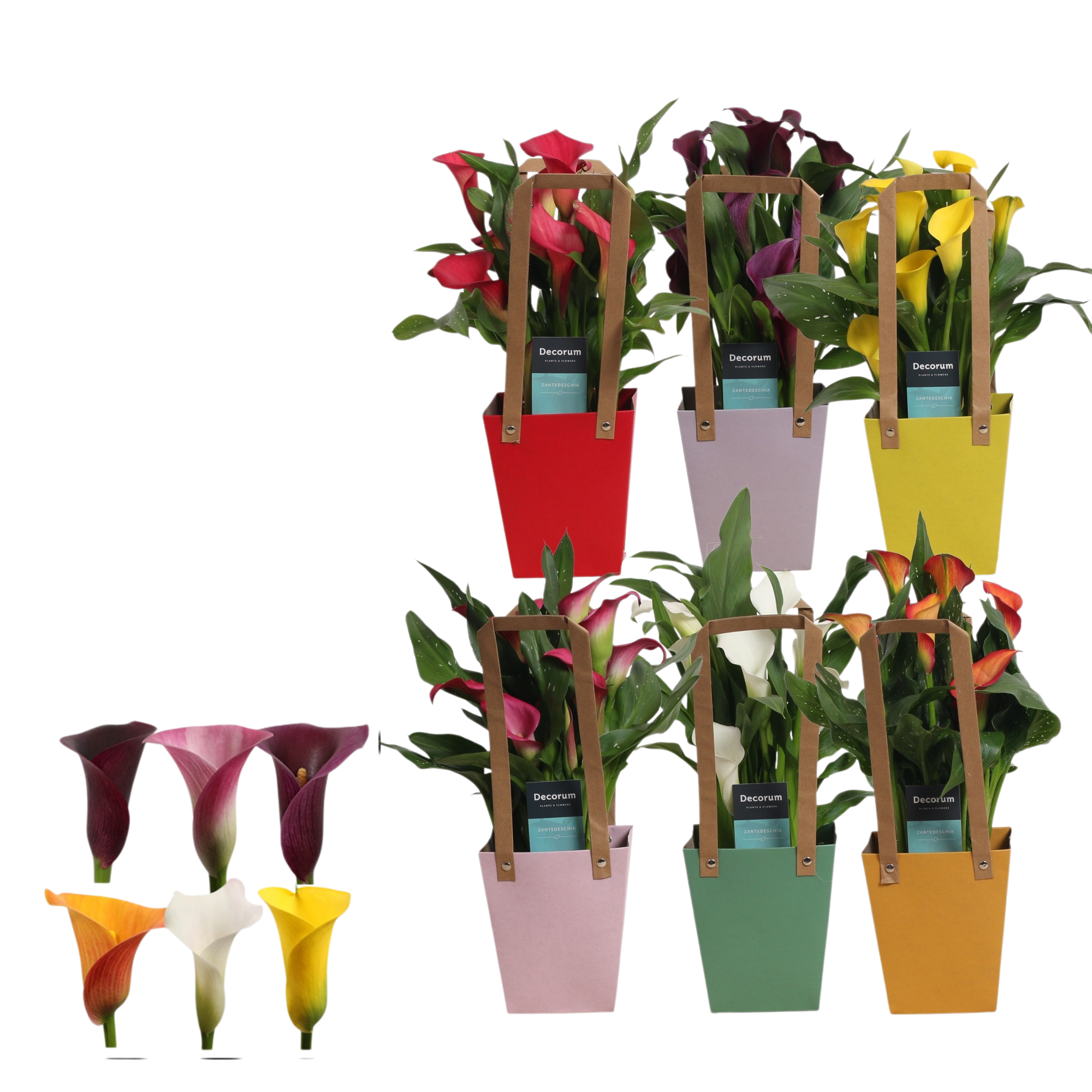  CALLA EN SAC code EAN 8720195570660 