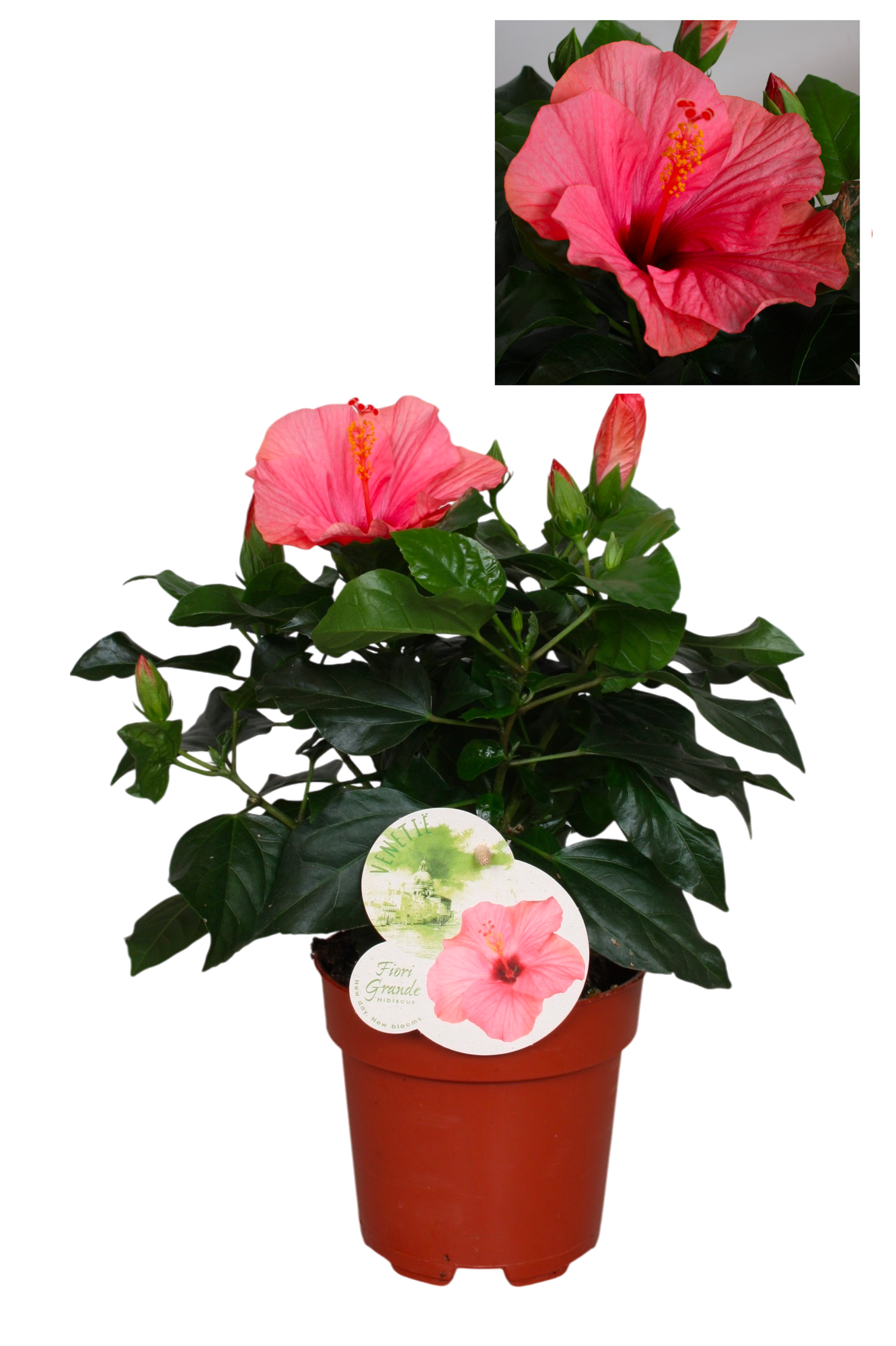  HIBISCUS code EAN 8720195570677 