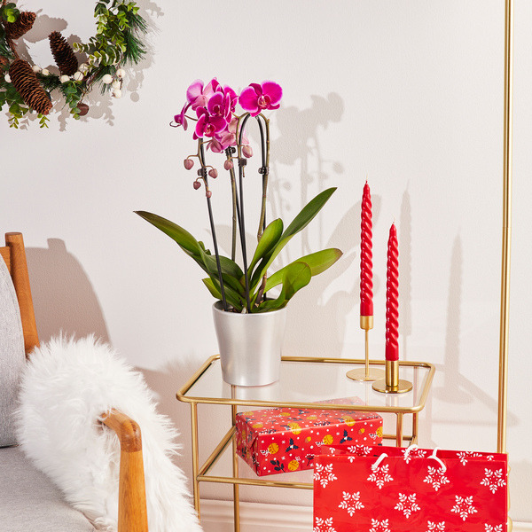 Orchidée cascade 8720648288869 