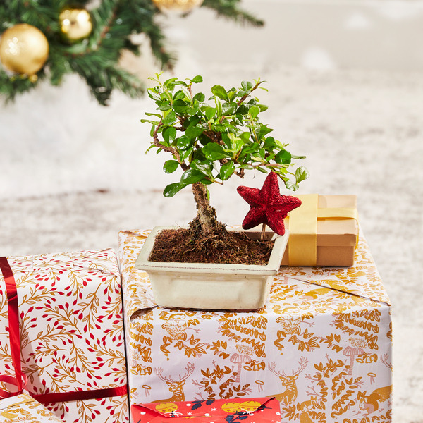  Bonsai code EAN 8720648288876 