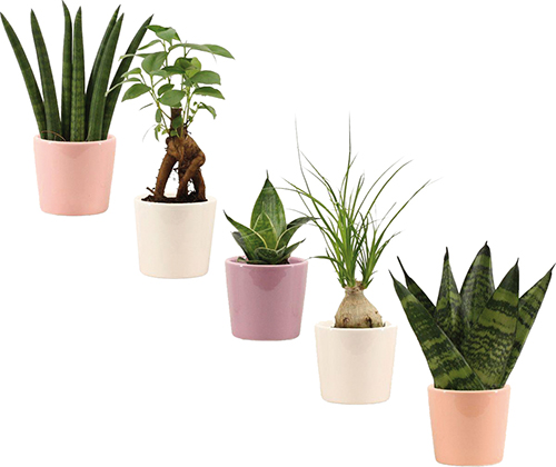  PLANTE VERTE 
DANS POT EN CÉRAMIQUE code EAN 8720791992897 