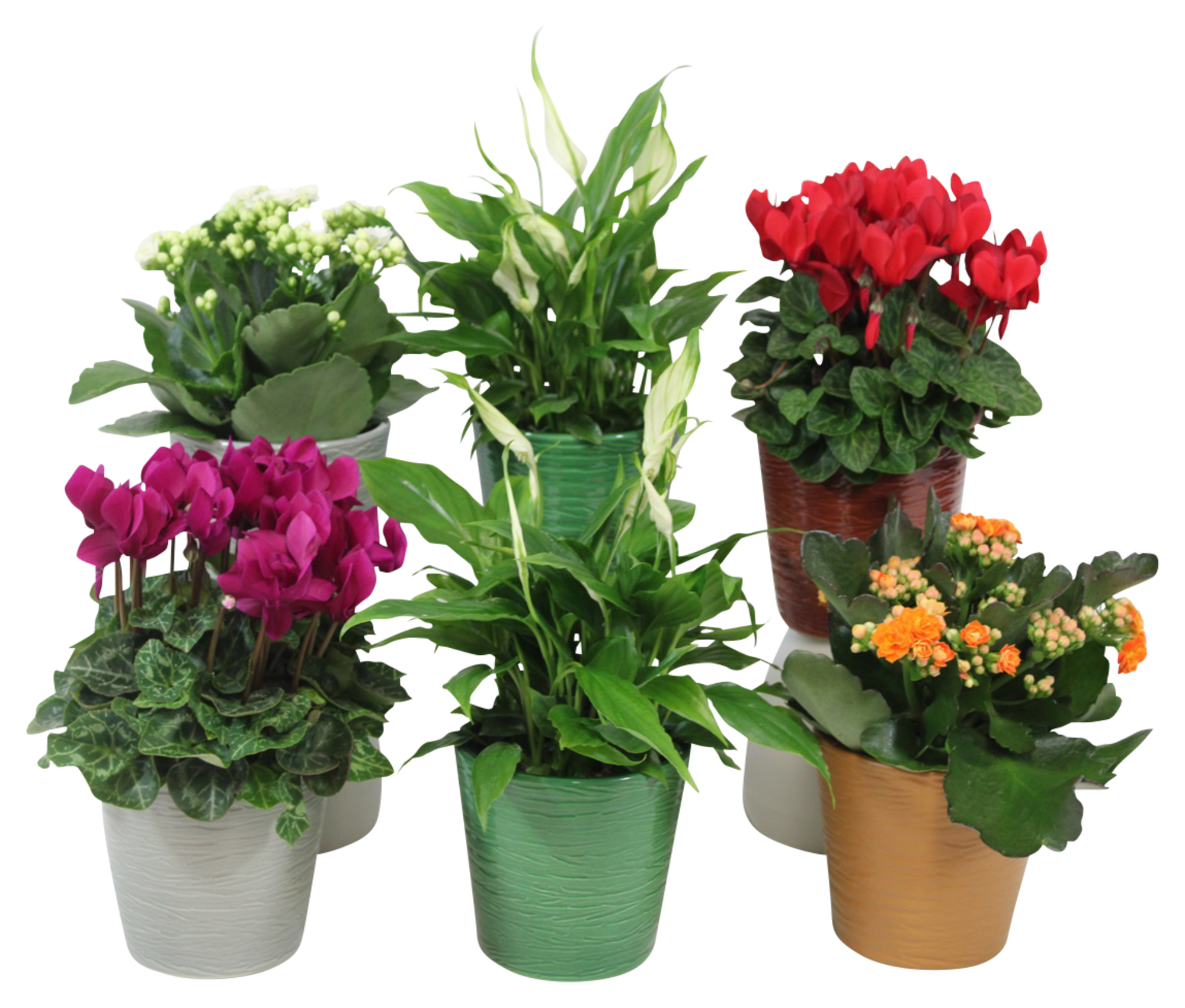 FLORAMOTION Plantes fleuries variées code EAN 8720791995249 