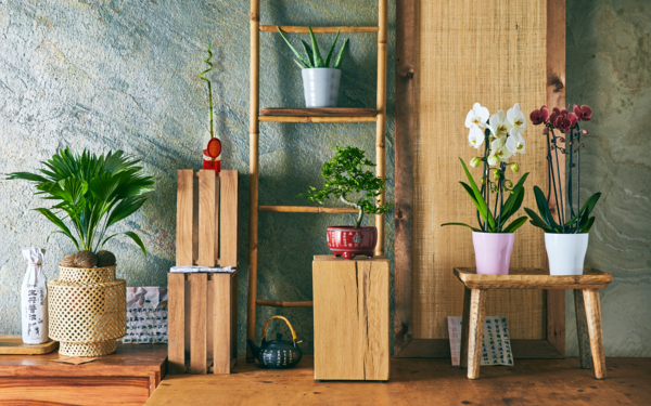 Orchidée cascade 8721008210018 