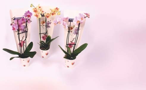  PHALAENOPSIS code EAN 8740301131479 