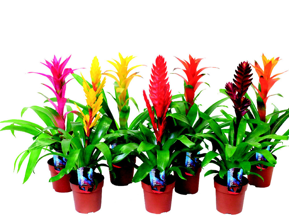  BROMÉLIA code EAN 8740301138560 