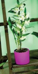 DENDROBIUM 2 BRANCHES & SA CÉRAMIQUE 8740301145865 (8740301145865)
