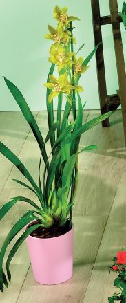 CYMBIDIUM 2 BRANCHES & SA CÉRAMIQUE 8740301145872 (8740301145872)