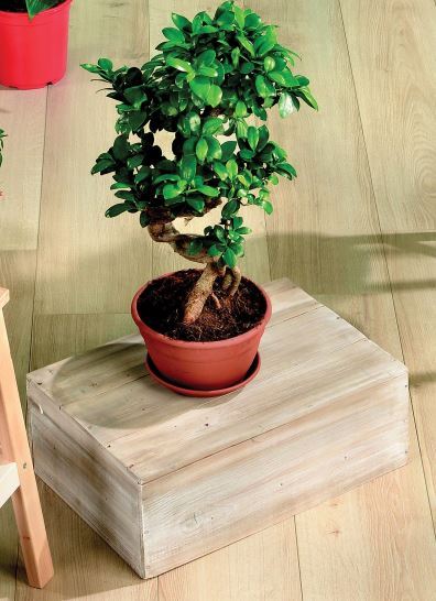 FICUS GINSENG 8740301145889 (8740301145889)