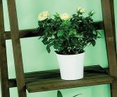 MIX PLANTES FLEURIES