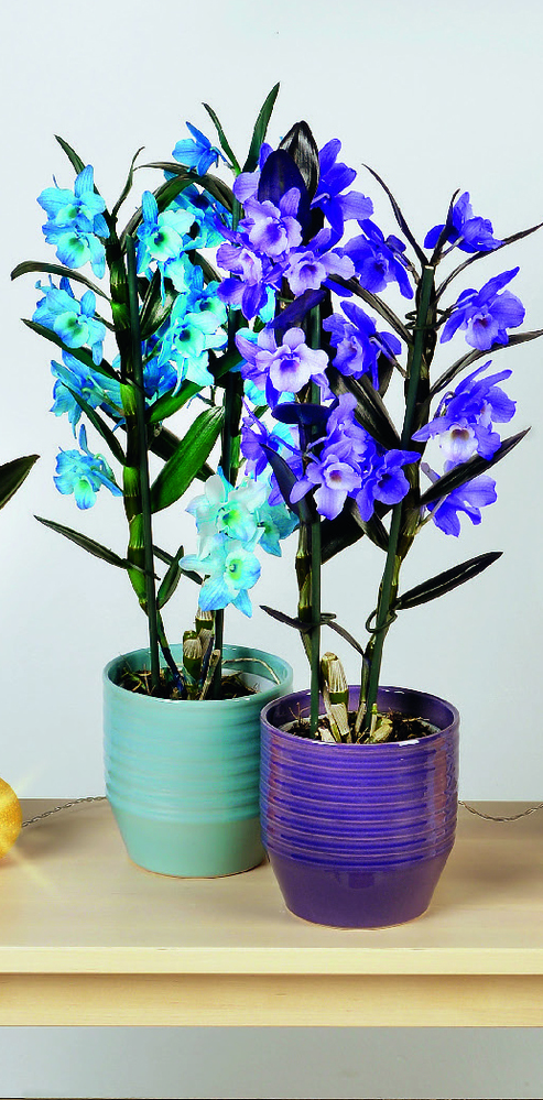  DENDROBIUM TEINTÉ code EAN 8740301150616 