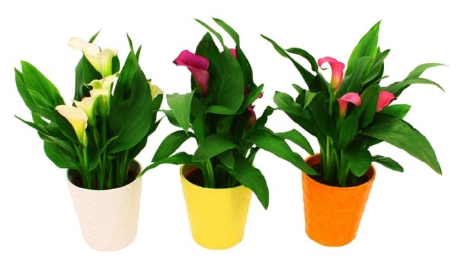 CALLA & SA CÉRAMIQUE 8740301155321 (8740301155321)