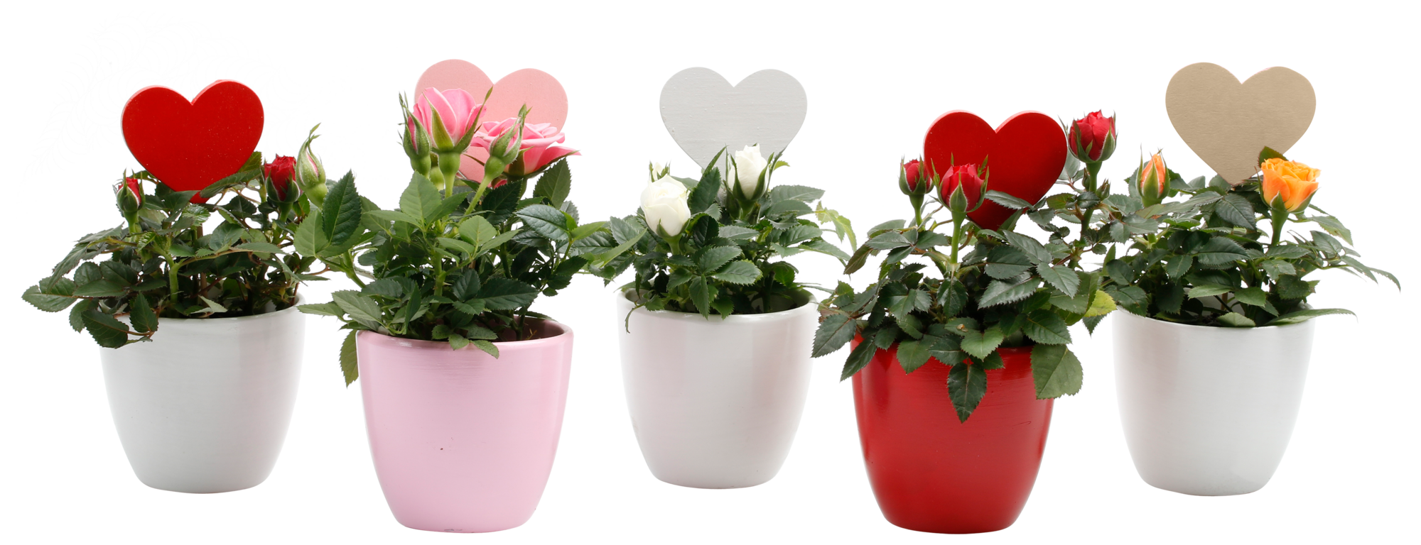  Mini Rosier code EAN 8740301177484 