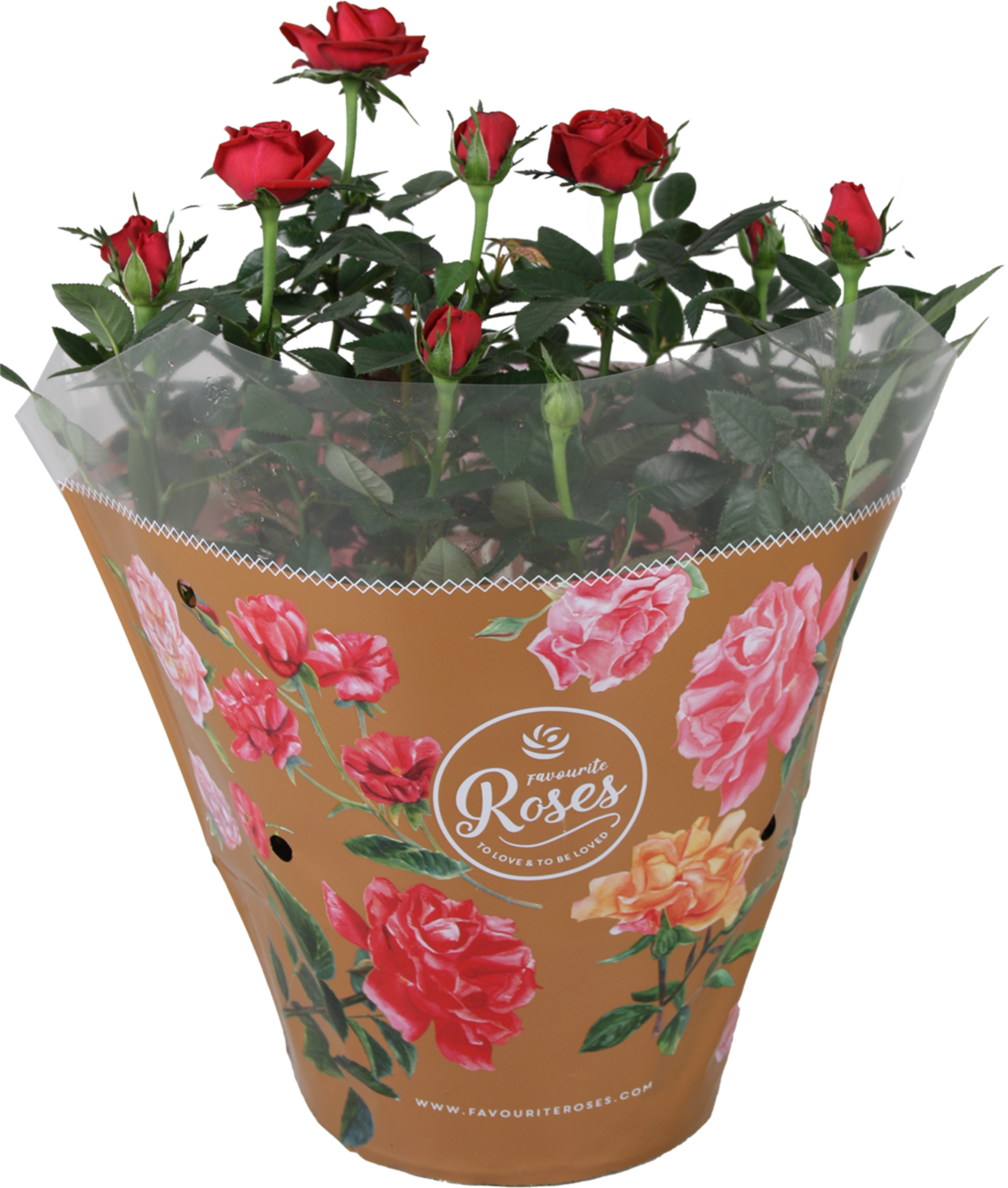 Coupe de rosier de 20cm 8740301180934 