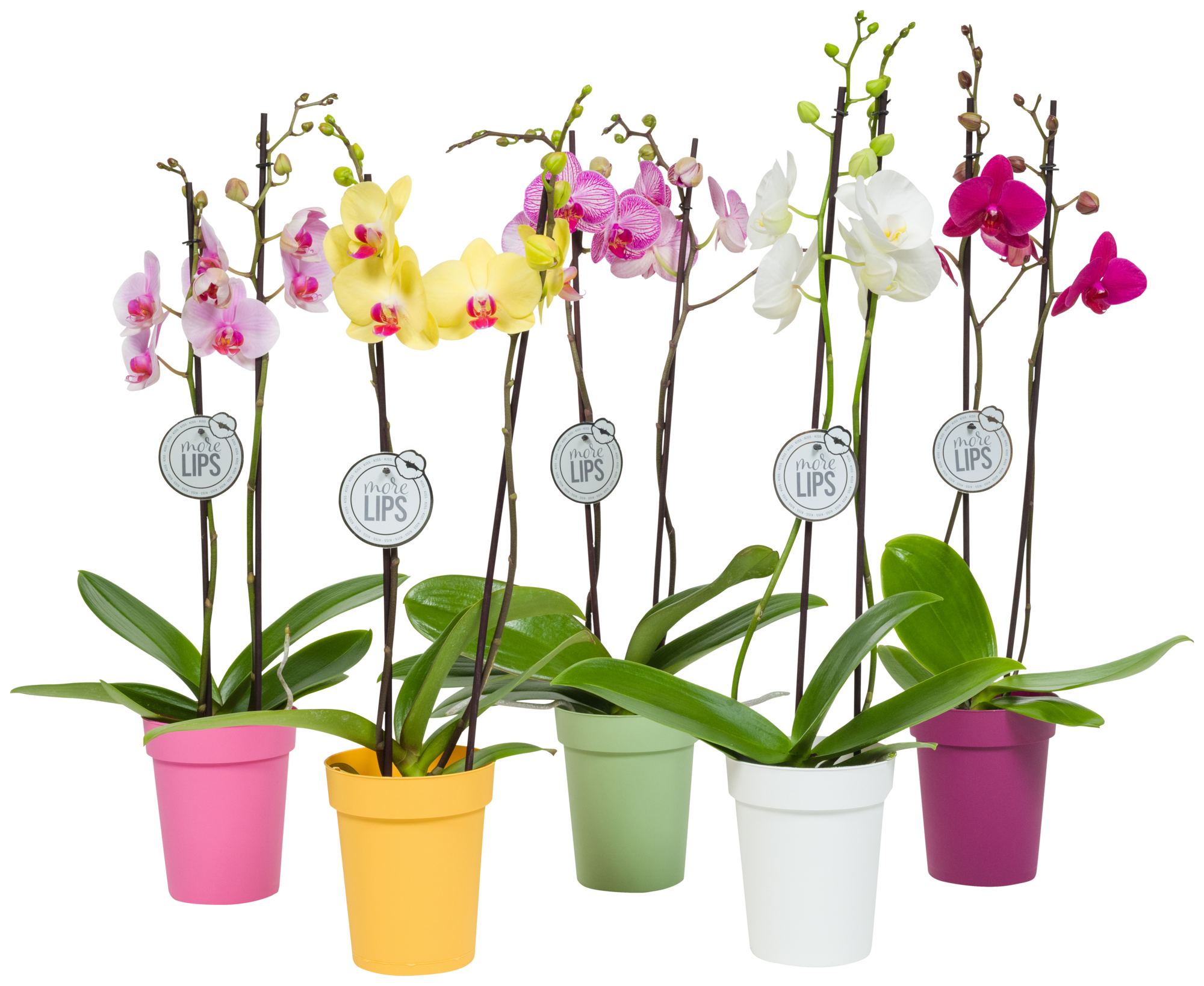  Phalaenopsis 2 tiges avec pot coloré code EAN 8740301182761 
