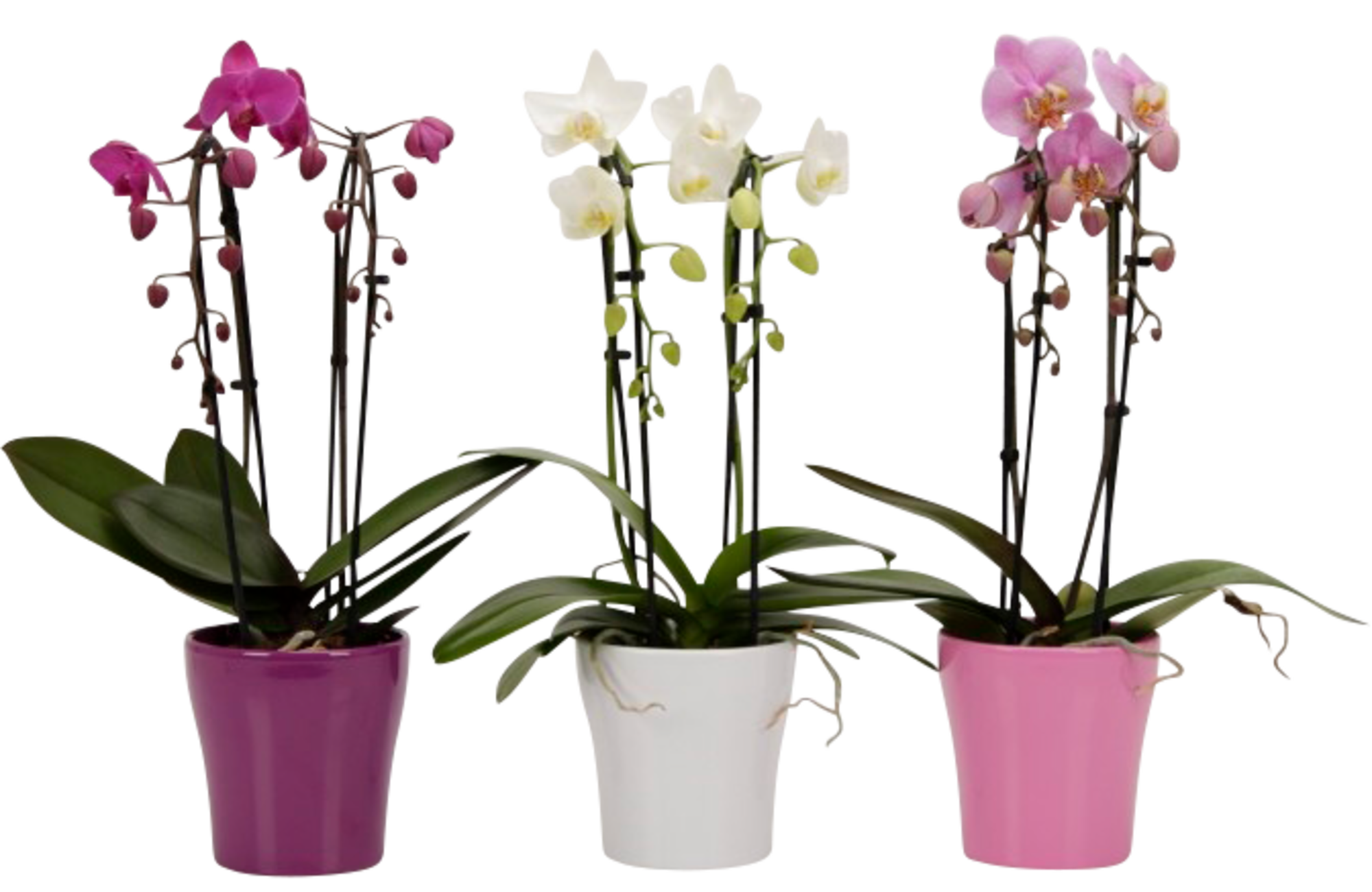  Orchidée 2 branches en cascade avec céramique code EAN 8740301183485 