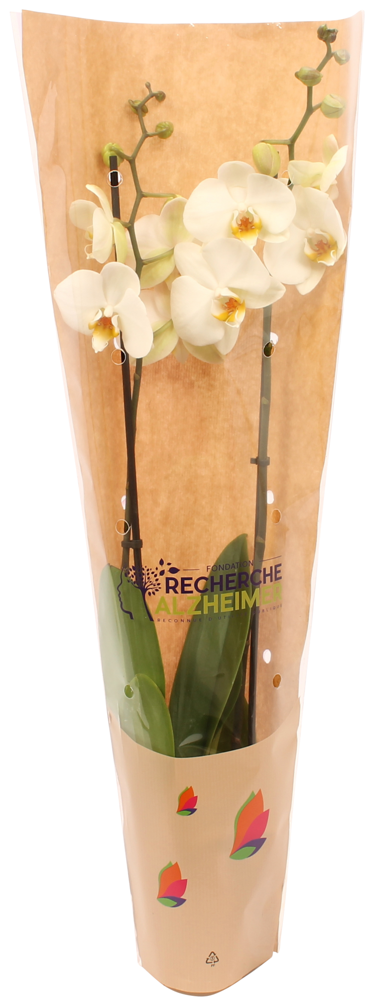  Orchidée 2 branches ou Anthurium ou Bromélia code EAN 8740301184635 