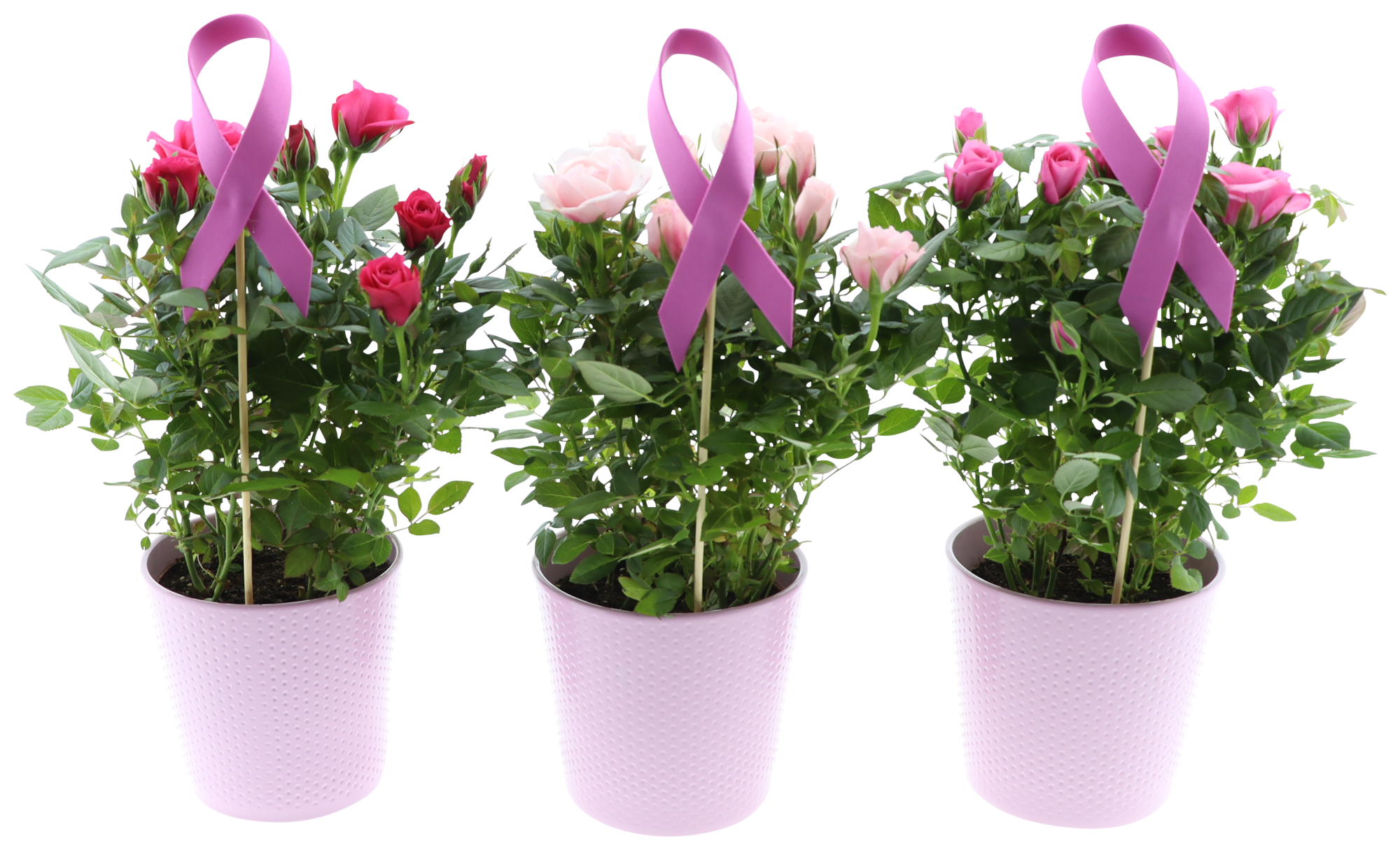  Rosier avec céramique octobre rose code EAN 8740301184802 