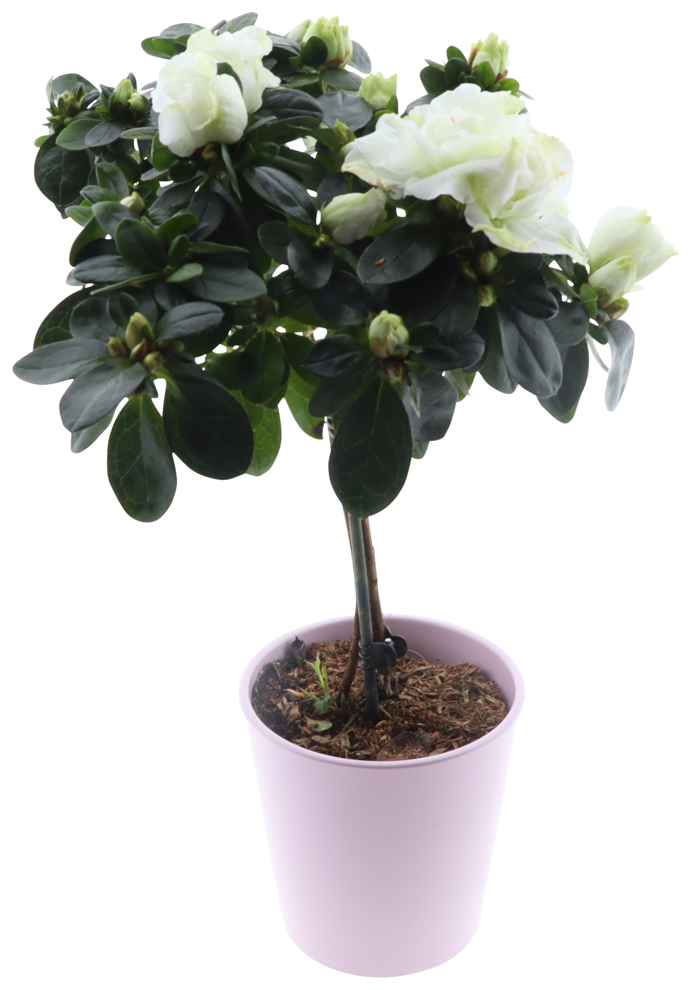  Azalée tige avec céramique code EAN 8740301186585 