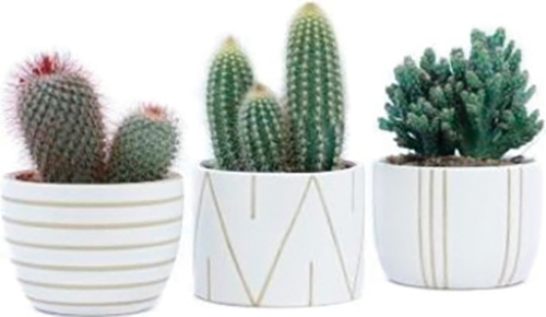  Cactus  
DANS POT EN Céramique code EAN 8740301186929 