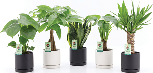  plantes vertes
DANS POT en Céramique code EAN 8740301186936 