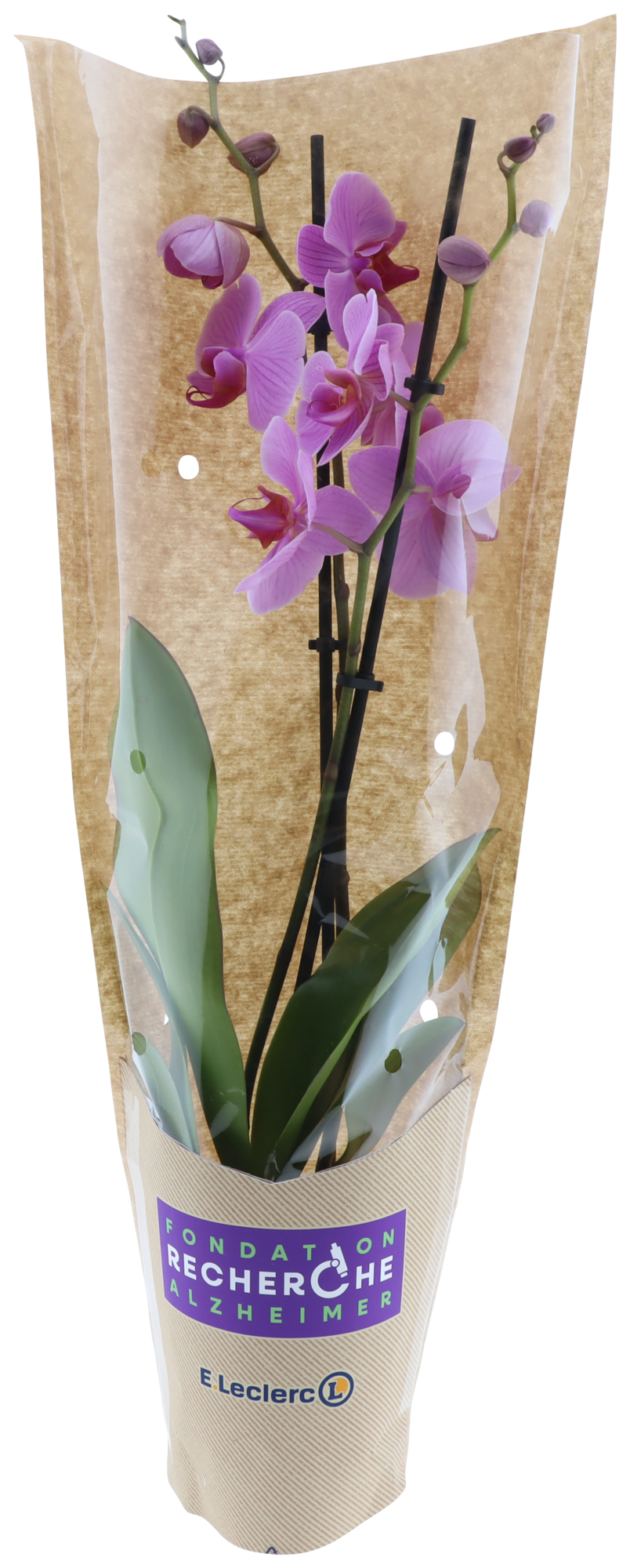  Orchidée pour la mémoire 2 branches code EAN 8740301187001 