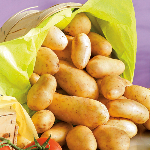  POMMES DE TERRE PRIMEUR code EAN 8794759 