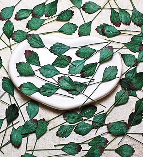 50 petites feuilles vert feuille Scrapbooking a...