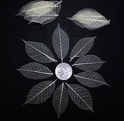 50 mini squelette laisse h?v?a naturel couleur ...