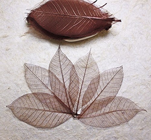 100 feuilles squelette brun hEvEa naturel Scrap...