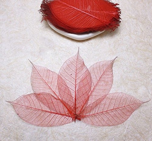 50 feuilles squelette rouge hEvEa naturel Scrap...