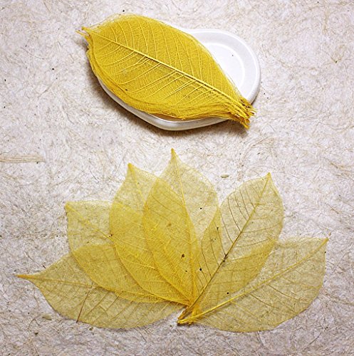 50Yellow feuilles squelette hEvEa naturel Scrap...